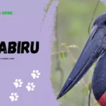 Jabiru