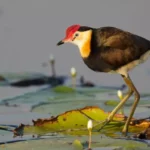 Jacana