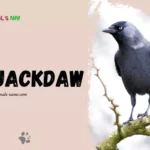 Jackdaw