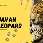 Javan Leopard