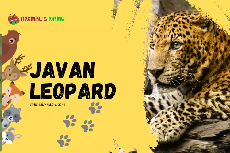 Javan Leopard