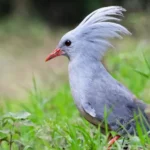 Kagu