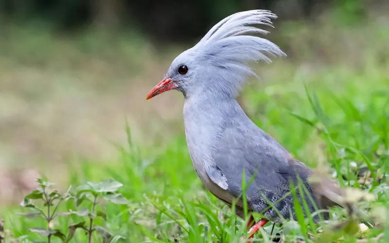 Kagu