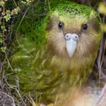 Kakapo