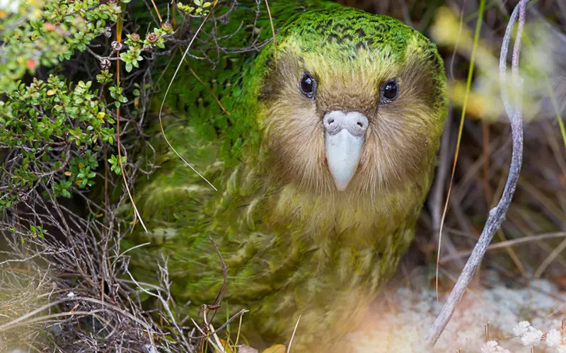 Kakapo