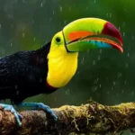 Keel-Billed Toucan