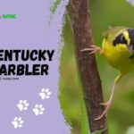 Kentucky Warbler