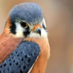 Kestrel