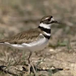 Killdeer