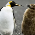 King Penguin