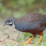 King Quail