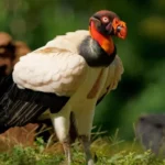 King Vulture