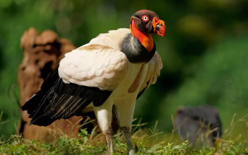 King Vulture