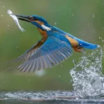 Kingfisher