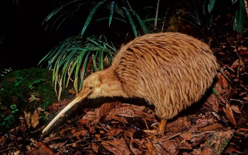 Kiwi