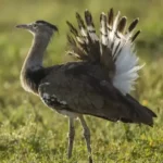 Kori Bustard