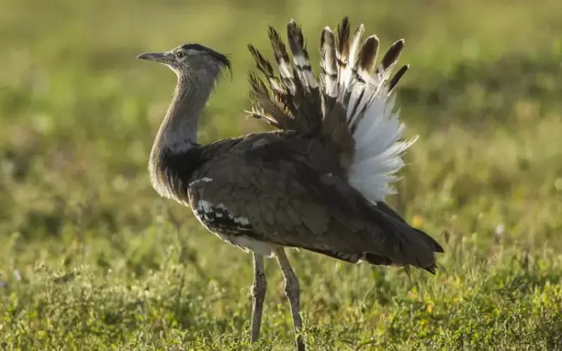 Kori Bustard