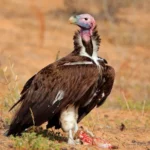 Lappet-faced Vulture