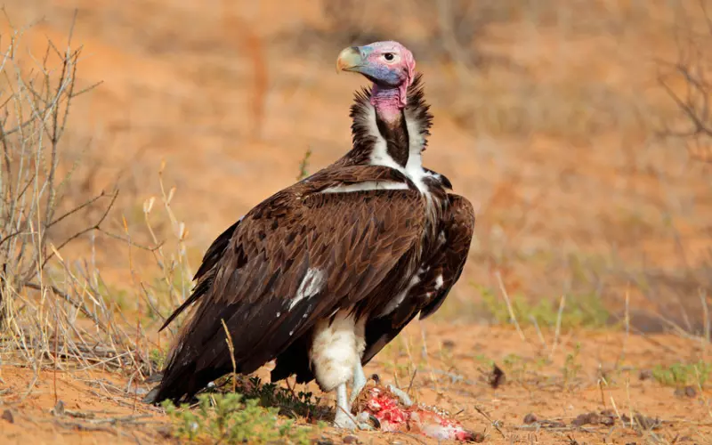 Lappet-faced Vulture