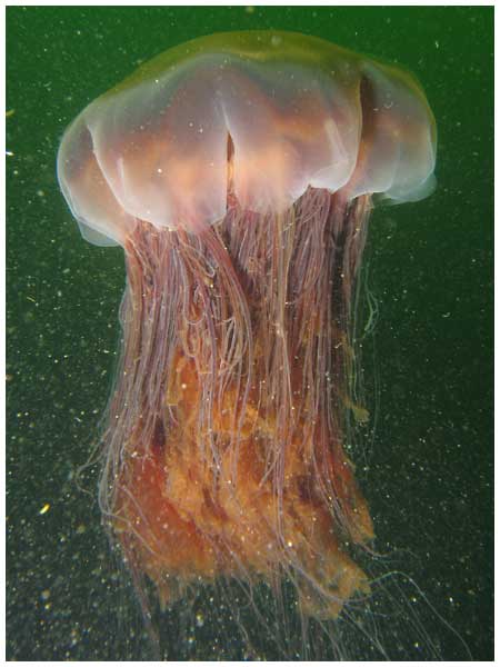 Lion’s Mane Jellyfish: History, Facts, Size, Habitat, Classification