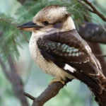 Laughing Kookaburra