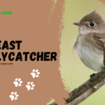 Least Flycatcher