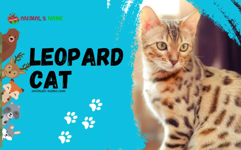 Leopard Cat