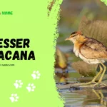 Lesser Jacana