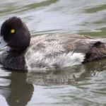 Lesser Scaup