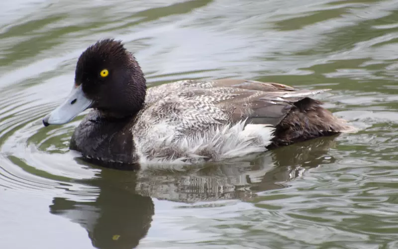 Lesser Scaup