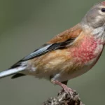 Linnet