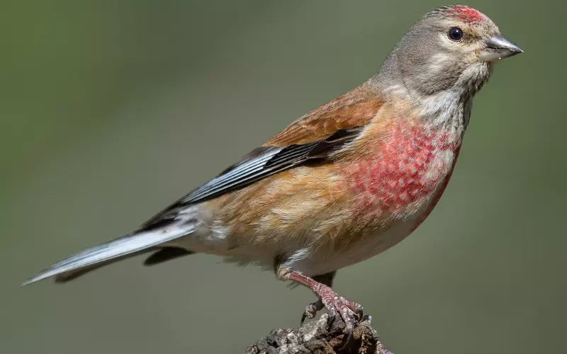 Linnet