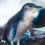 Little Penguin