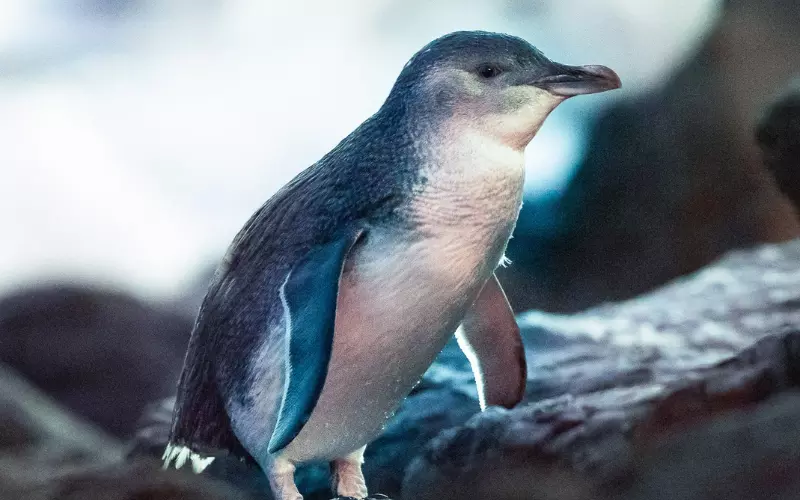 Little Penguin