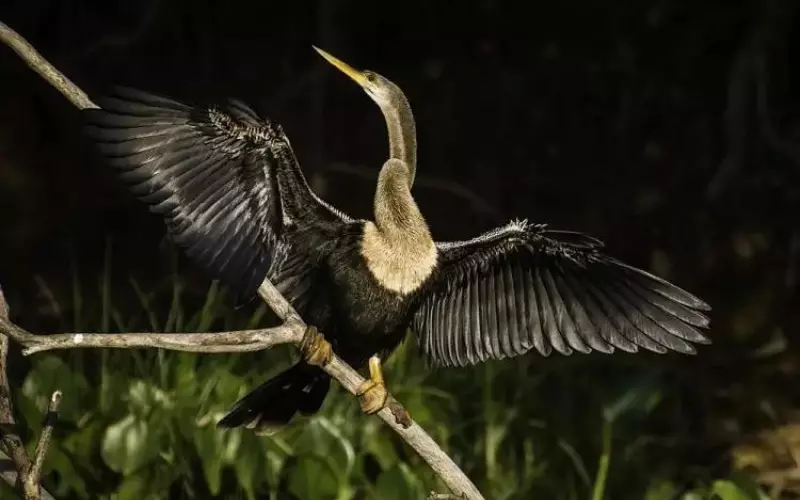 Locomotion Of Anhinga