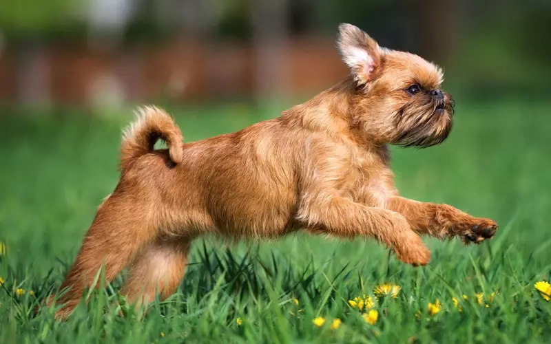 Locomotion Of Brussels Griffon