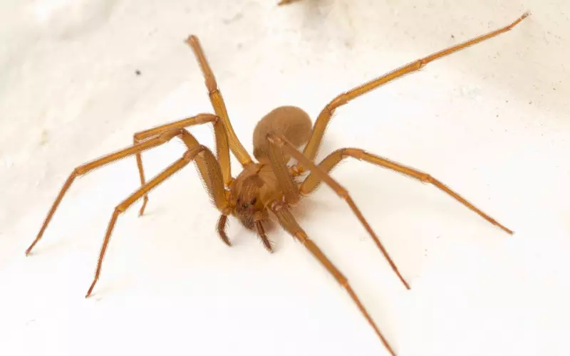 Locomotion Of Chilean Recluse Spider