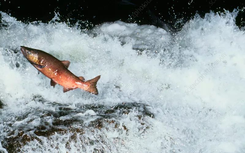 Locomotion Of Chinook Salmon