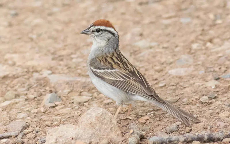 Locomotion Of Chipping Sparrow