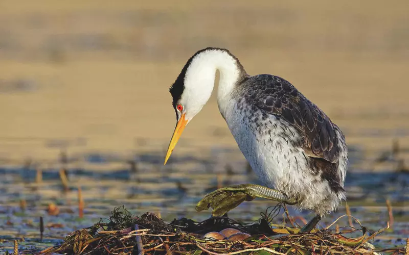 Locomotion Of Clark’s Grebe