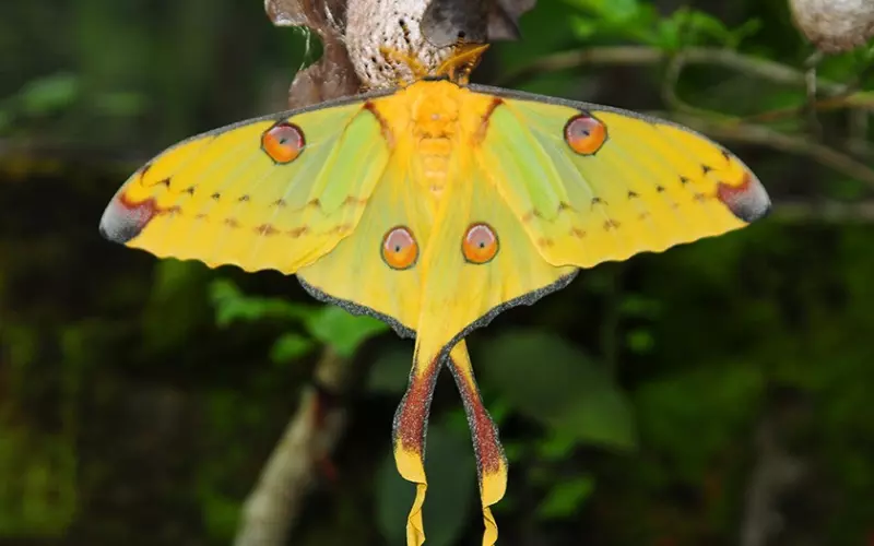 Locomotion Of Comet Moth