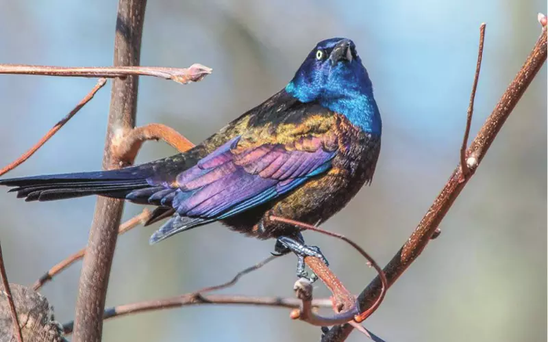 Locomotion Of Common Grackle