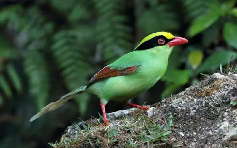 Locomotion Of Common Green Magpie