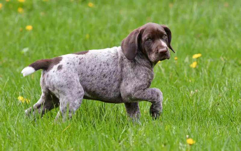 Locomotion Of German Shorthaired Pointer