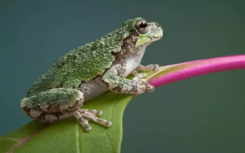 Locomotion Of Gray Tree Frog