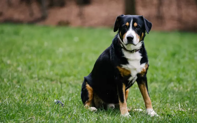 Locomotion Of Greater Swiss Mountain Dog