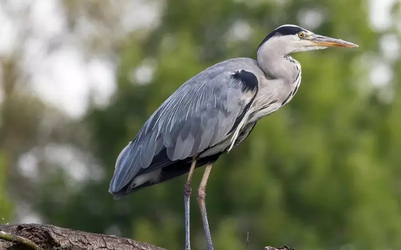 Locomotion Of Grey Heron