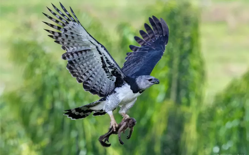 Locomotion Of Harpy Eagle