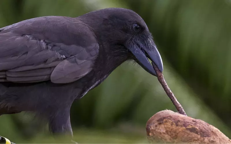 Locomotion Of Hawaiian Crow