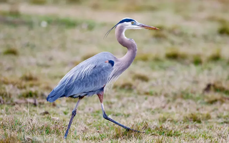 Locomotion Of Heron